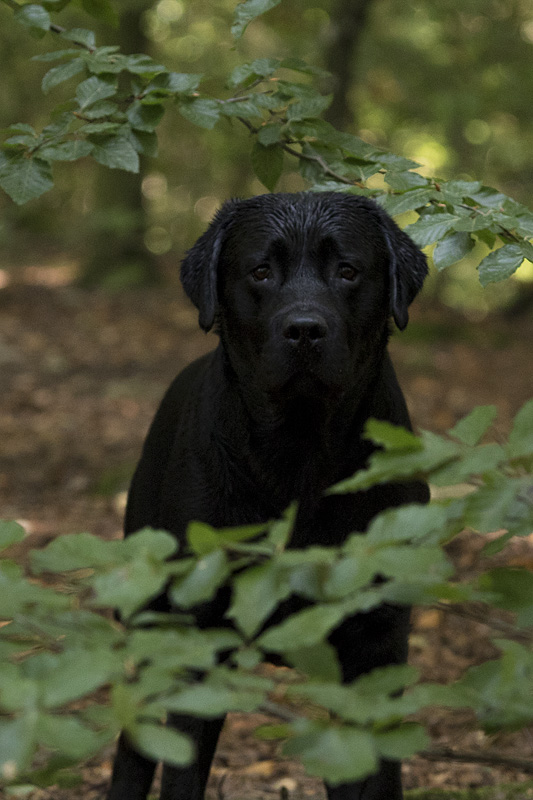 Hund som luktar på gräset