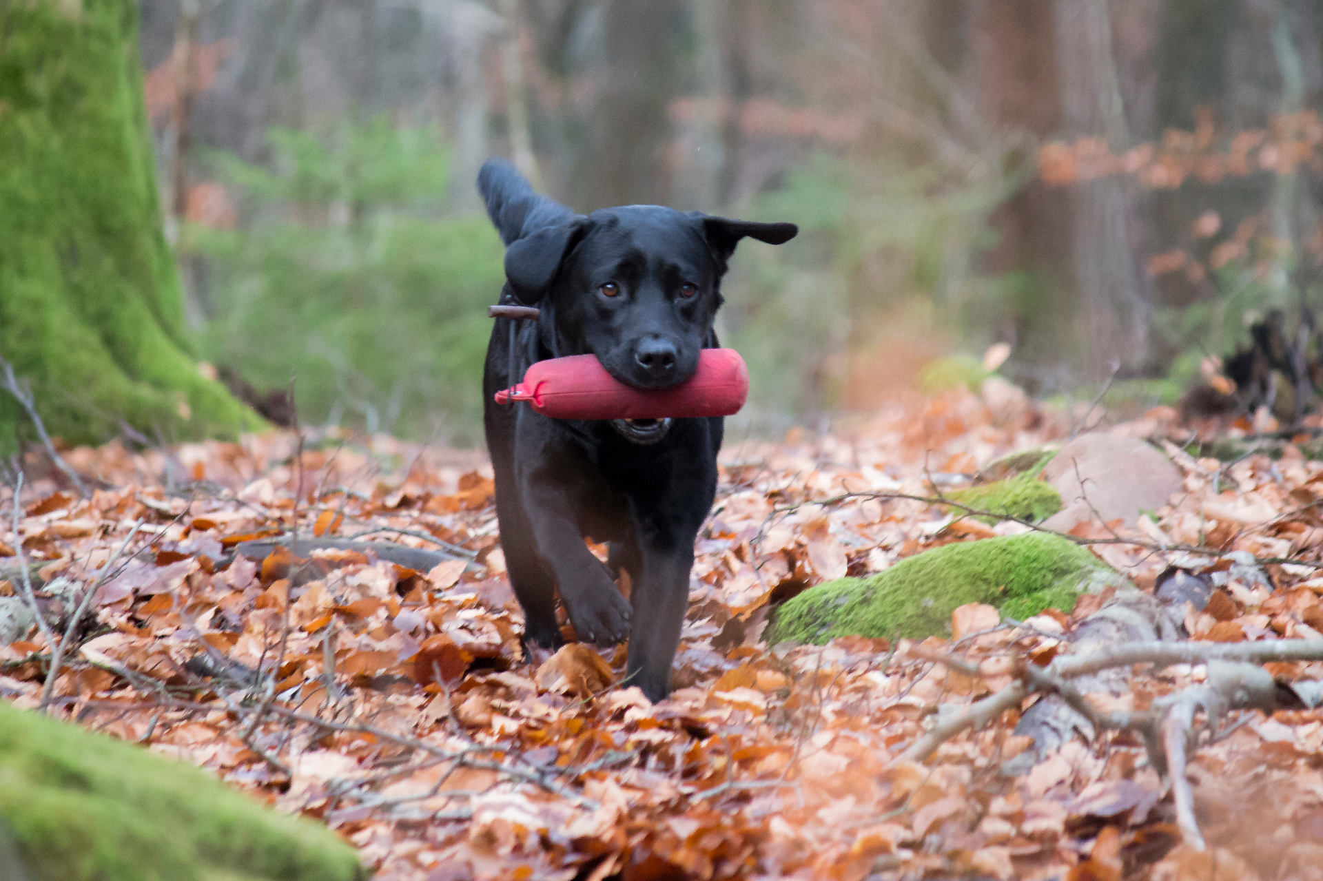 Hund